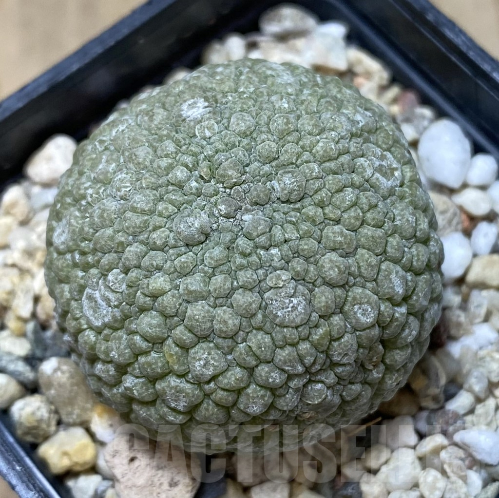 SHPR40110 Pseudolithos migiurtinus