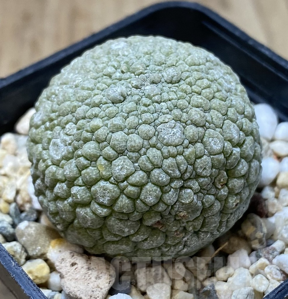 SHPR40110 Pseudolithos migiurtinus - Image 2