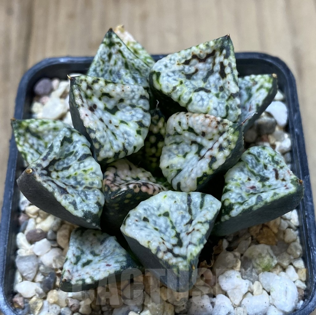 SHPR40114 Haworthia picta 'Pandora'