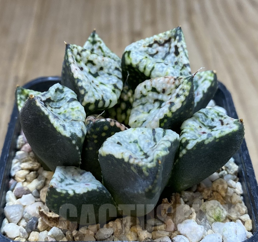 SHPR40114 Haworthia picta 'Pandora' - Image 2