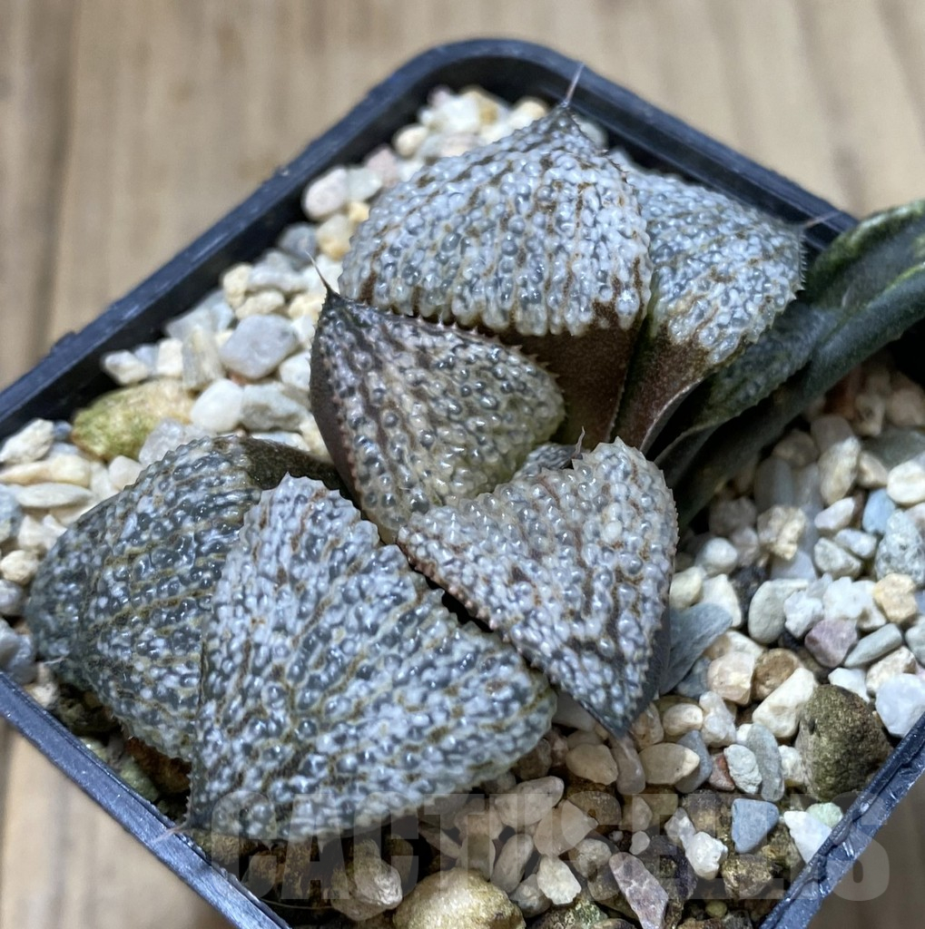 SHPR40116 Haworthia splendens GM452