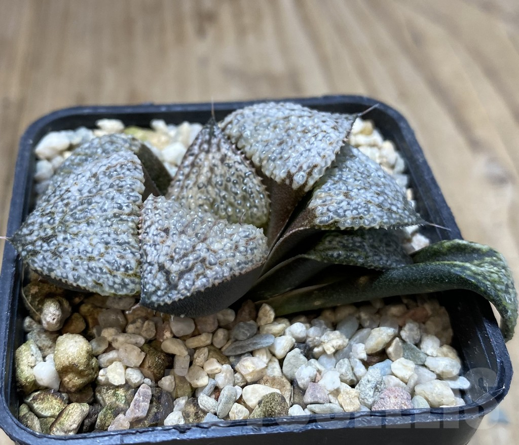 SHPR40116 Haworthia splendens GM452 - immagine 2