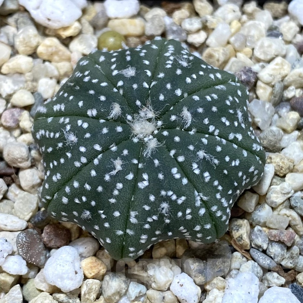SH236 Astrophytum asterias ‘Star Shape’