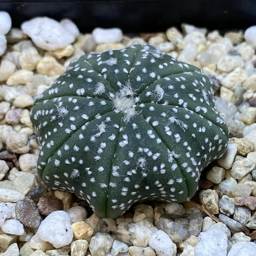 SH236 Astrophytum asterias ‘Star Shape’ - Image 2