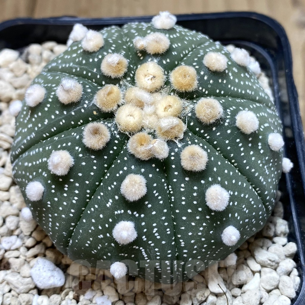 SH119 Astrophytum asterias ‘Super Kabuto’ ‘Shinshowa’ clon 17 - 画像 (3)