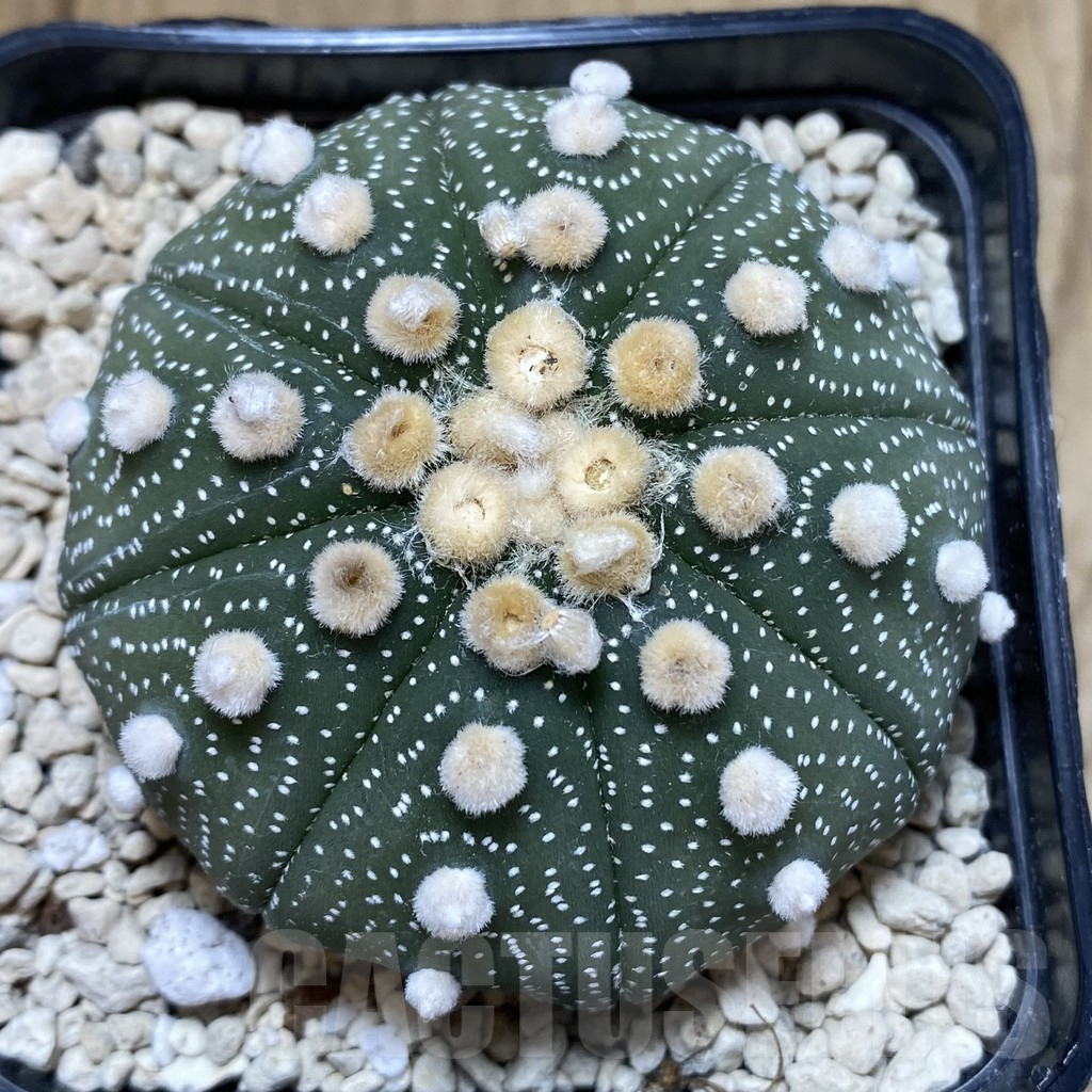 SH119 Astrophytum asterias ‘Super Kabuto’ ‘Shinshowa’ clon 17 - 画像 (4)