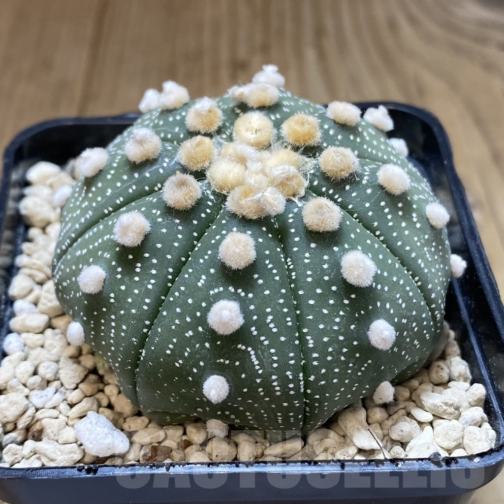SH119 Astrophytum asterias ‘Super Kabuto’ ‘Shinshowa’ clon 17 - 画像 (5)