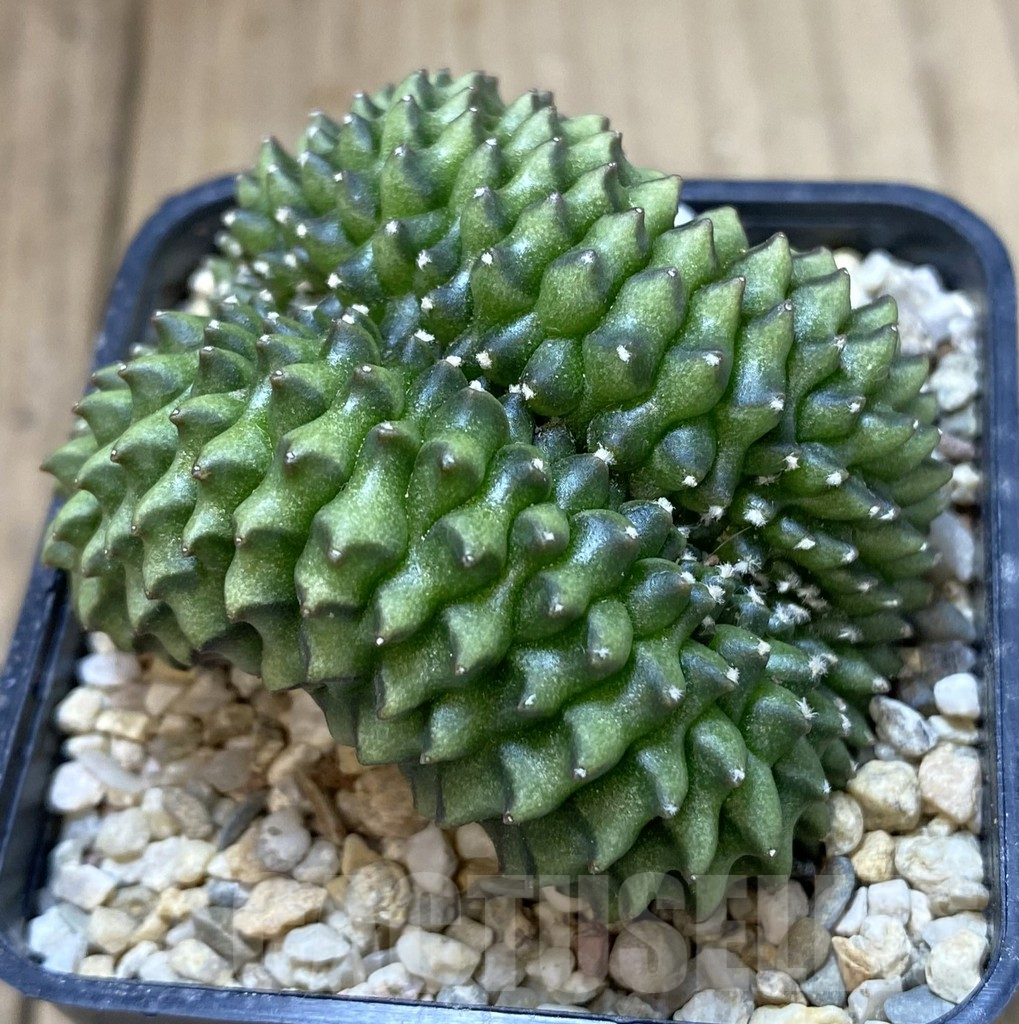 SH096 Gymnocalycium mihanovichii ‘inermis’ f. cristata seedling