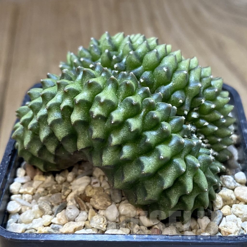 SH096 Gymnocalycium mihanovichii ‘inermis’ f. cristata seedling - Image 2