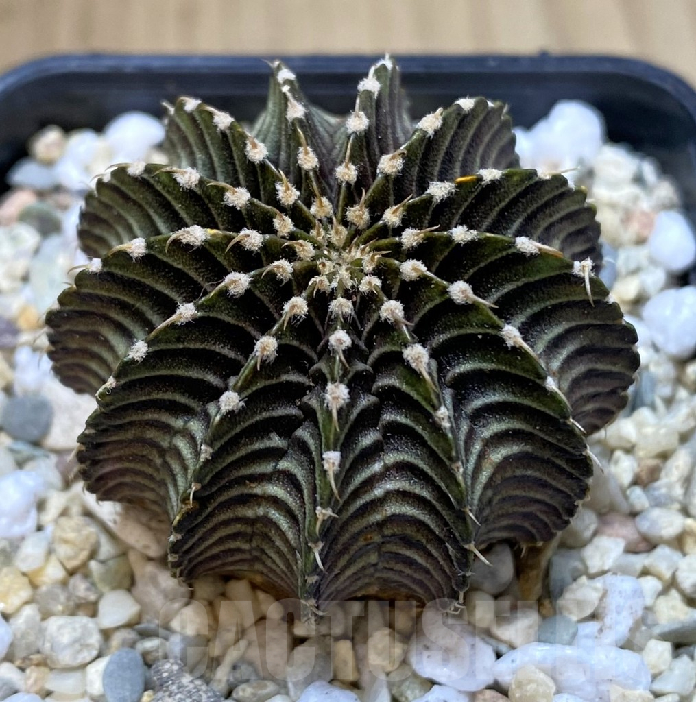 SH097 Gymnocalycium friedrichii LB hybrid