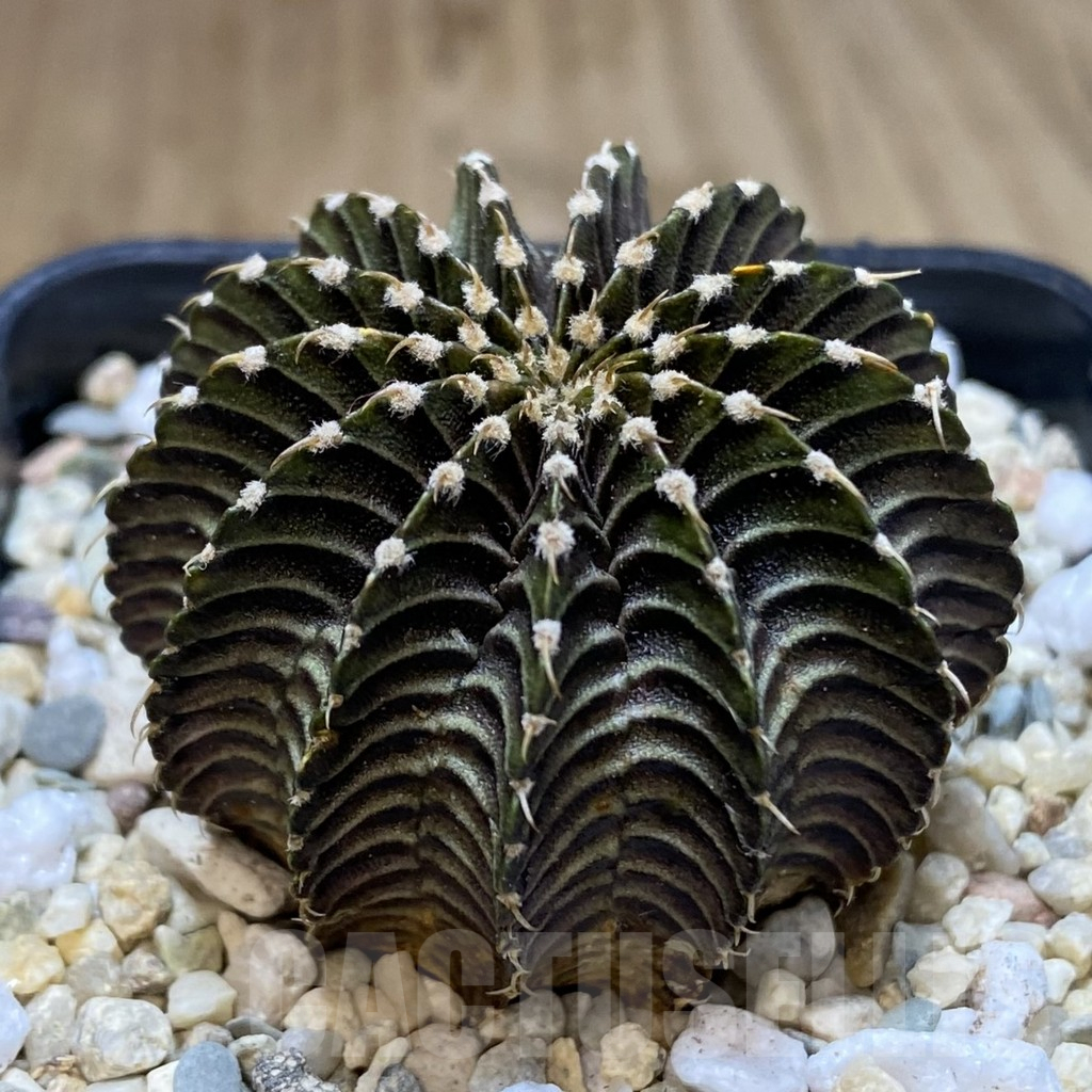 SH097 Gymnocalycium friedrichii LB hybrid - Image 2