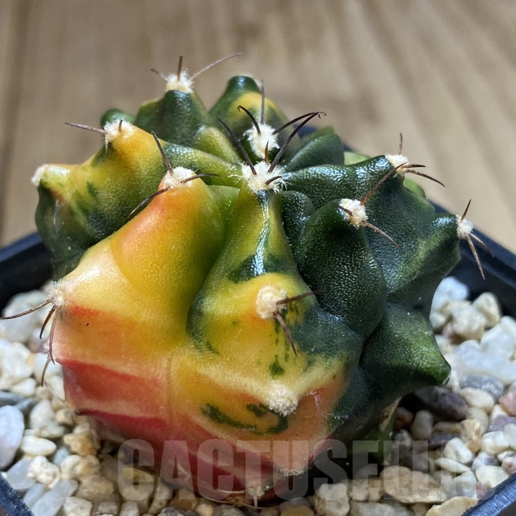 SH099 Gymnocalycium mihanovichii ‘Transformer’ f. variegata hybrid, seedling
