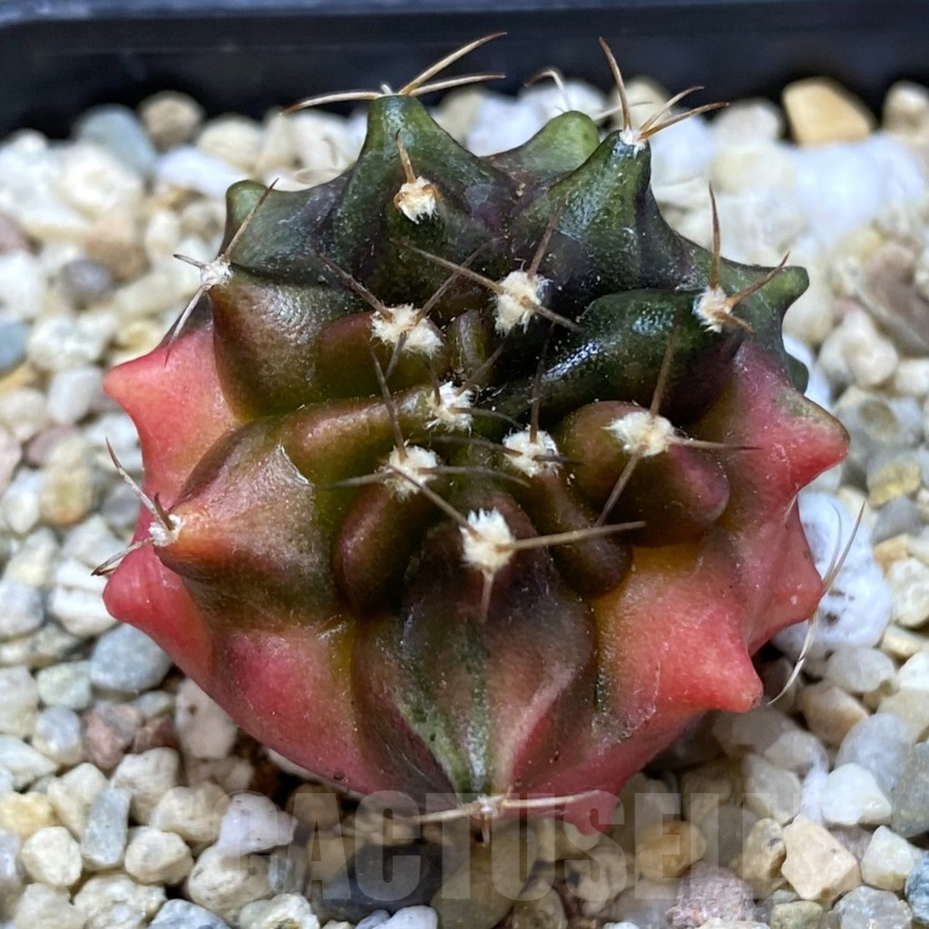 SH100 Gymnocalycium mihanovichii ‘Transformer’ f. variegata hybrid, seedling