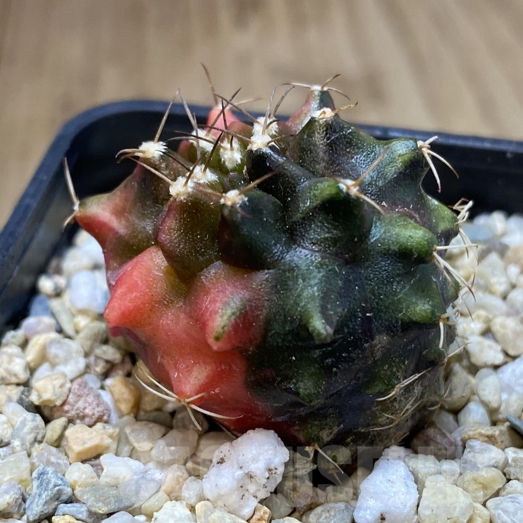 SH100 Gymnocalycium mihanovichii ‘Transformer’ f. variegata hybrid, seedling - 画像 (2)