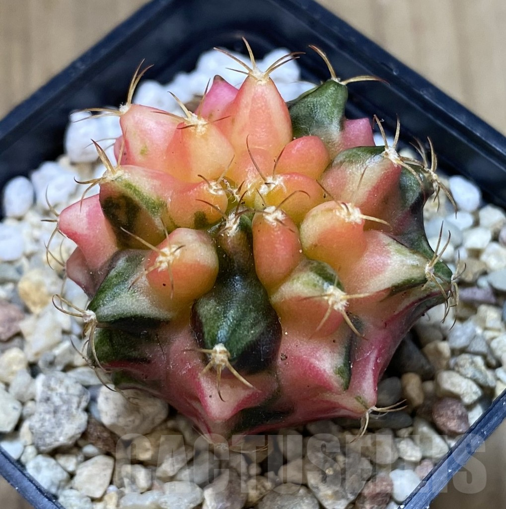 SH102 Gymnocalycium mihanovichii ‘Transformer’ f. variegata hybrid, seedling