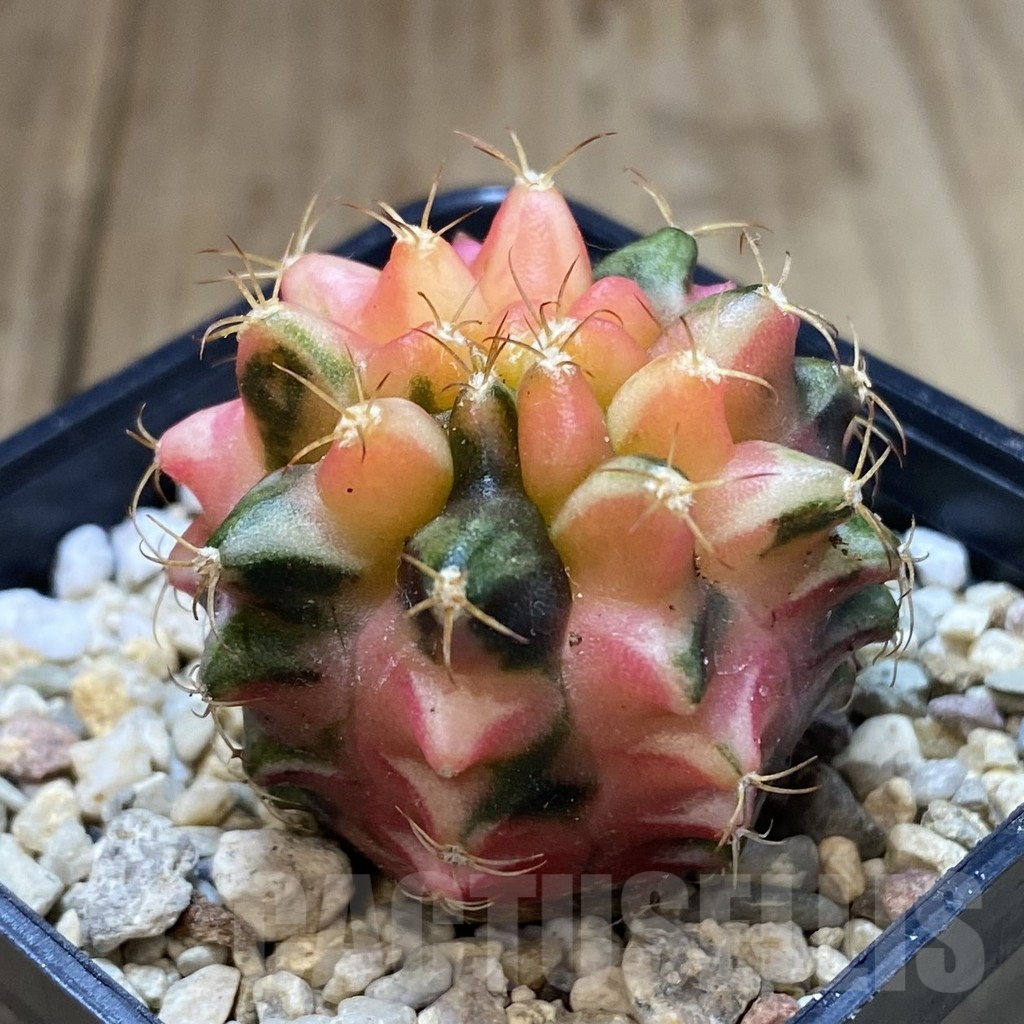 SH102 Gymnocalycium mihanovichii ‘Transformer’ f. variegata hybrid, seedling - Image 2