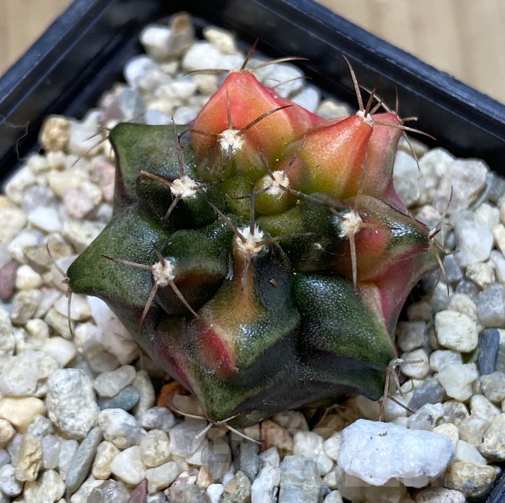 SH104 Gymnocalycium mihanovichii ‘Transformer’ f. variegata hybrid, seedling