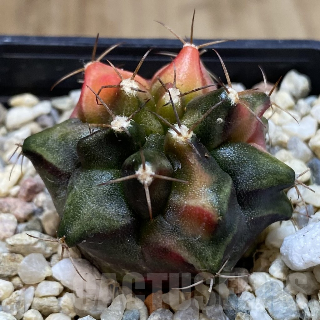 SH104 Gymnocalycium mihanovichii ‘Transformer’ f. variegata hybrid, seedling - Imagen 2