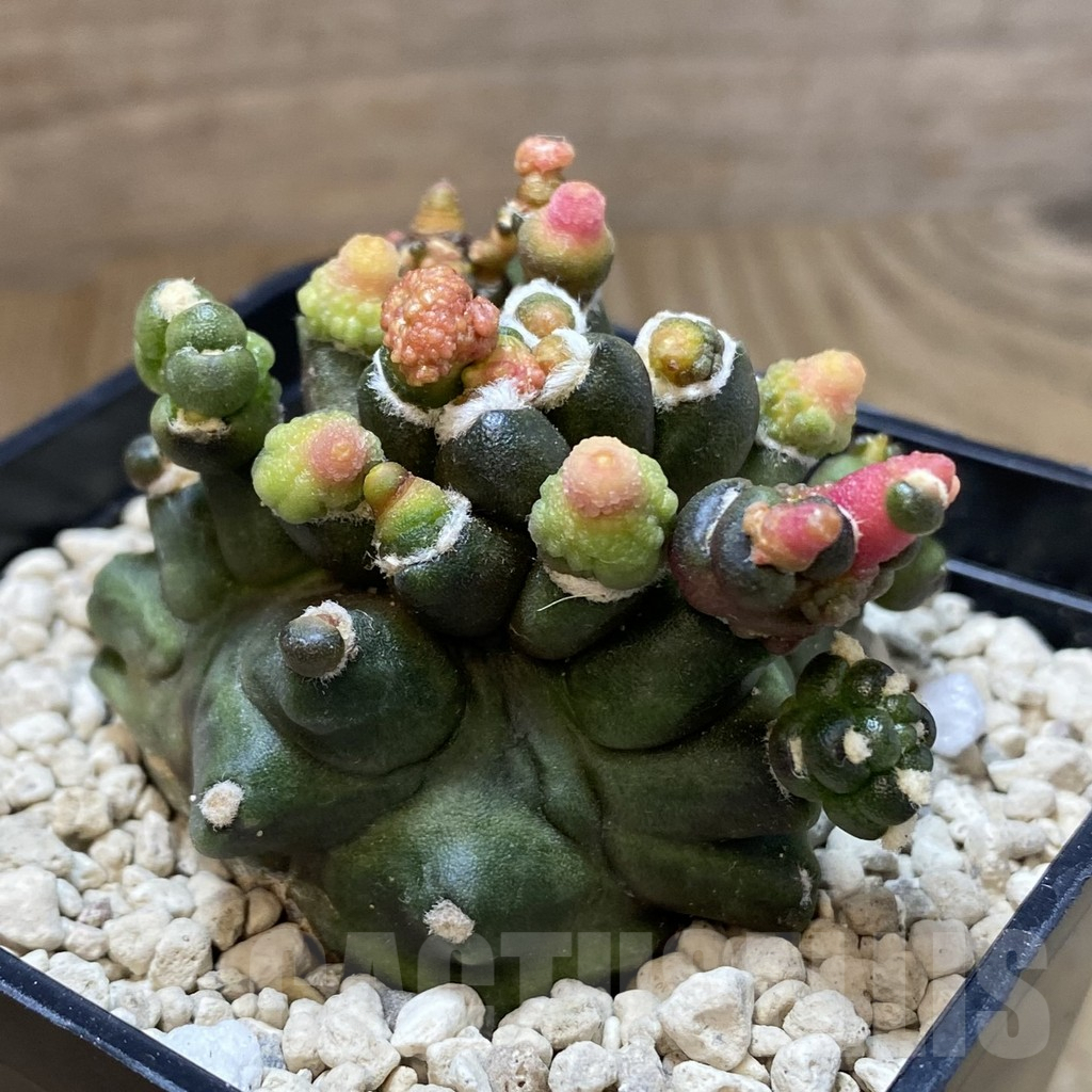 SHPR40329 Gymnocalycium mihanovichii ‘Transformer’ - Imagen 2
