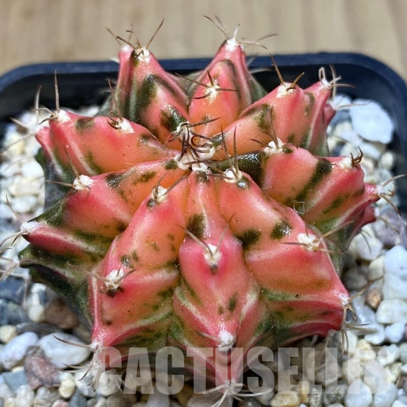 SH257 Gymnocalycium mihanovichii f. variegata, seedling
