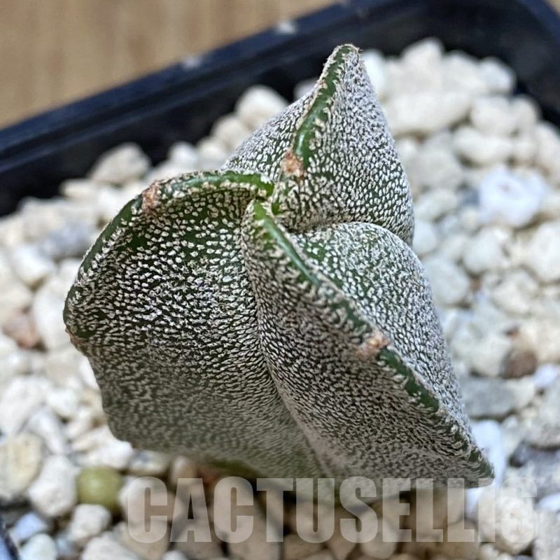 SH262 Astrophytum myriostigma v. tricostatum