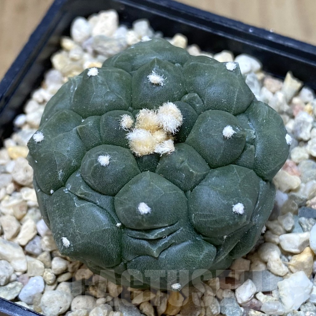 SHPR40341 Astrophytum asterias ‘Kikko’
