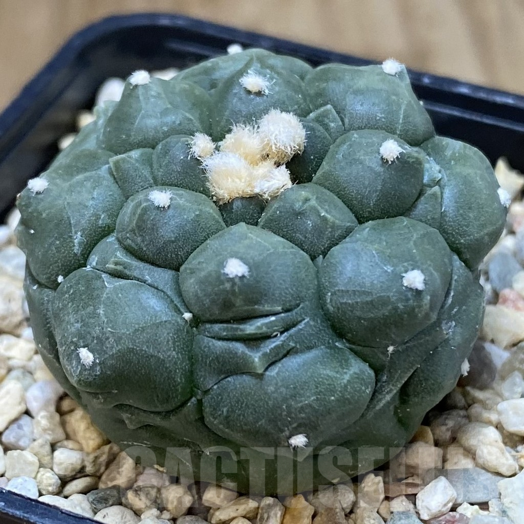 SHPR40341 Astrophytum asterias ‘Kikko’ - Зображення 2