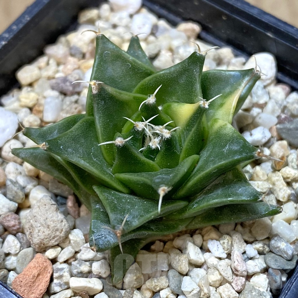 SHPR40301 Obregonia denegrii f. variegata
