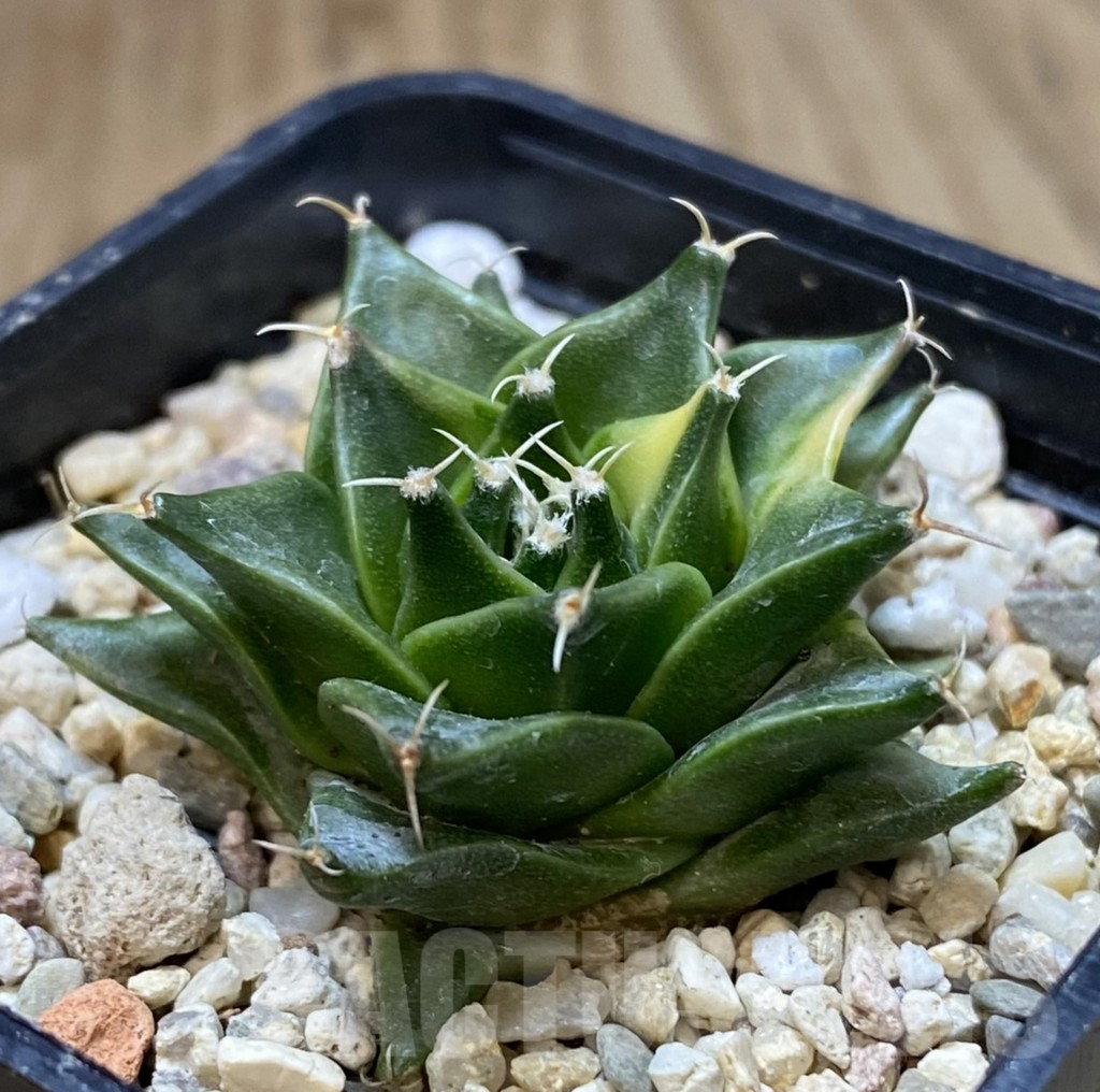 SHPR40301 Obregonia denegrii f. variegata – Image 2