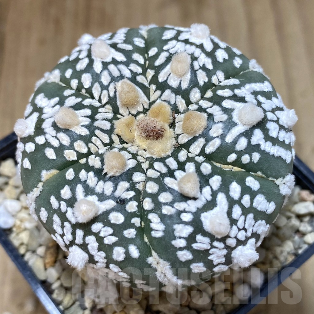 SH400 Astrophytum asterias ‘Super Kabuto’ V-type 6-ribs