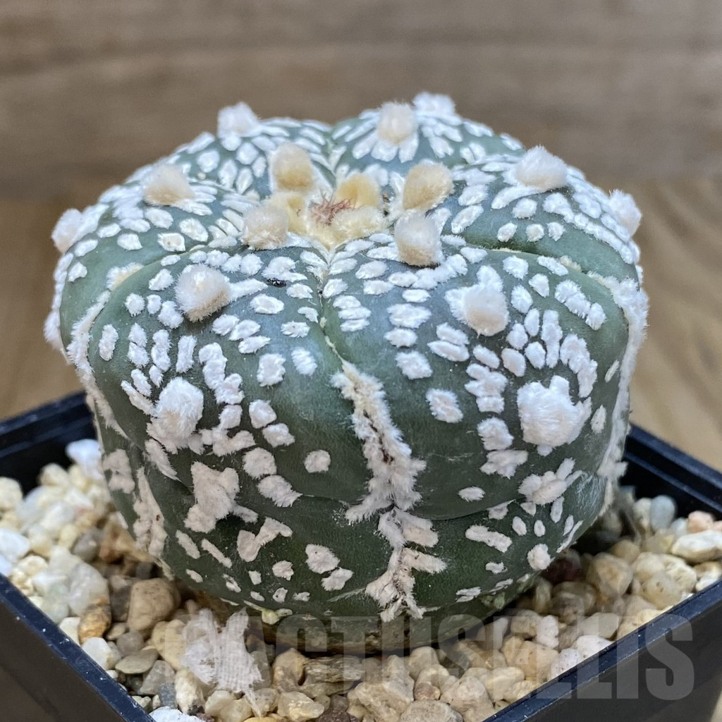 SH400 Astrophytum asterias ‘Super Kabuto’ V-type 6-ribs - Image 2