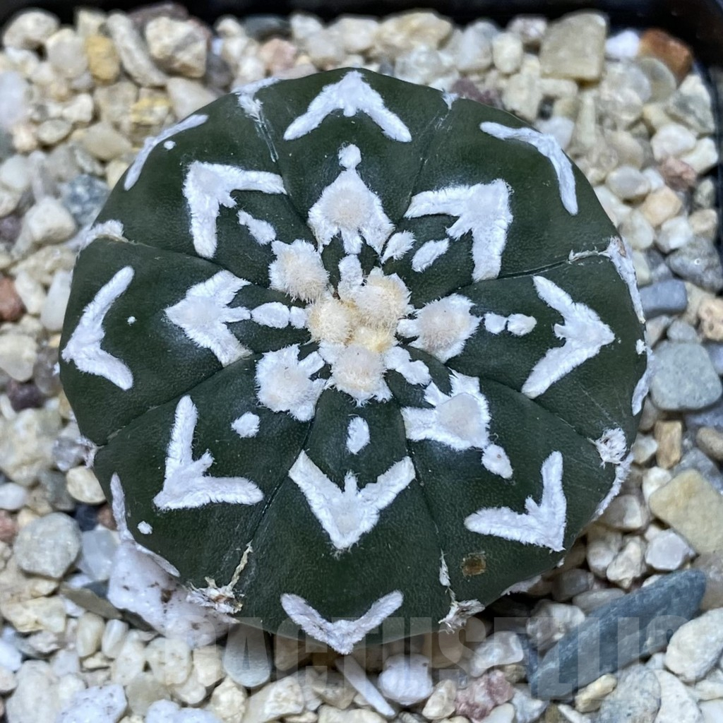 SHPR40350 Astrophytum asterias ‘Super Kabuto’ V-type f. nudum