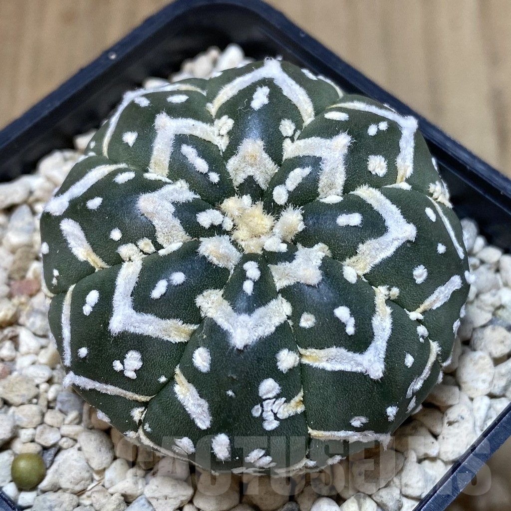 SH398 Astrophytum asterias ‘Super Kabuto’ V-type f. nudum
