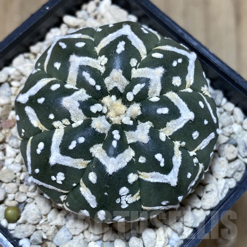 SH398 Astrophytum asterias ‘Super Kabuto’ V-type f. nudum - immagine 2