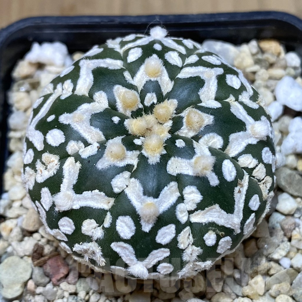 SH397 Astrophytum asterias ‘Super Kabuto’ V-type f. nudum