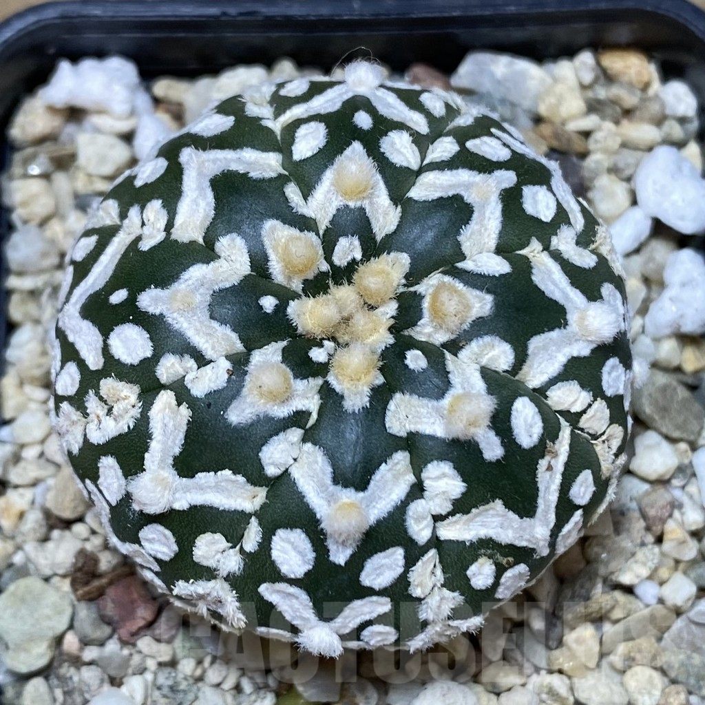 SH397 Astrophytum asterias ‘Super Kabuto’ V-type f. nudum - immagine 2