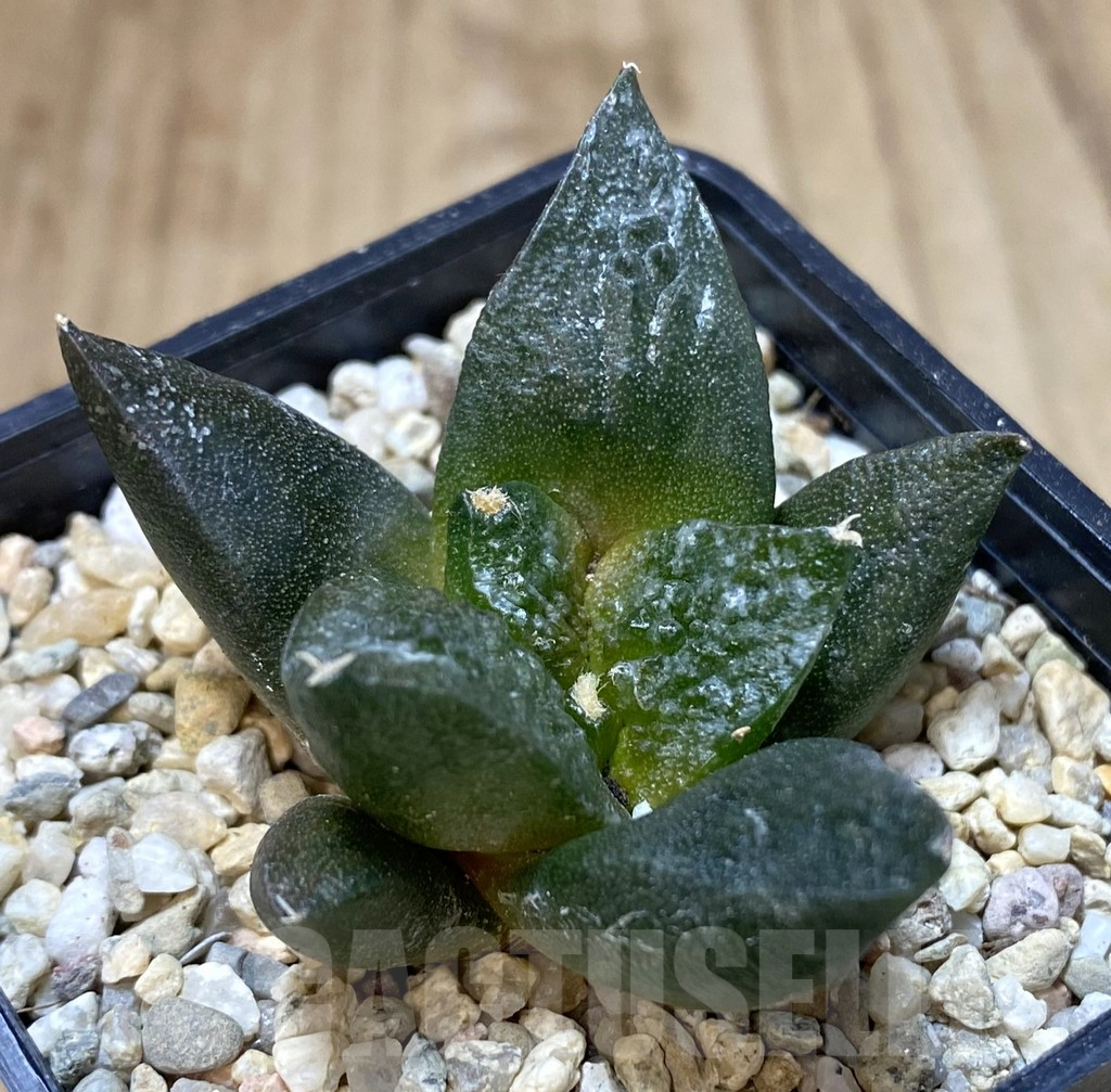 SHPR40302 Ariocarpus fissuratus 'Godzilla' hybrid, seedling