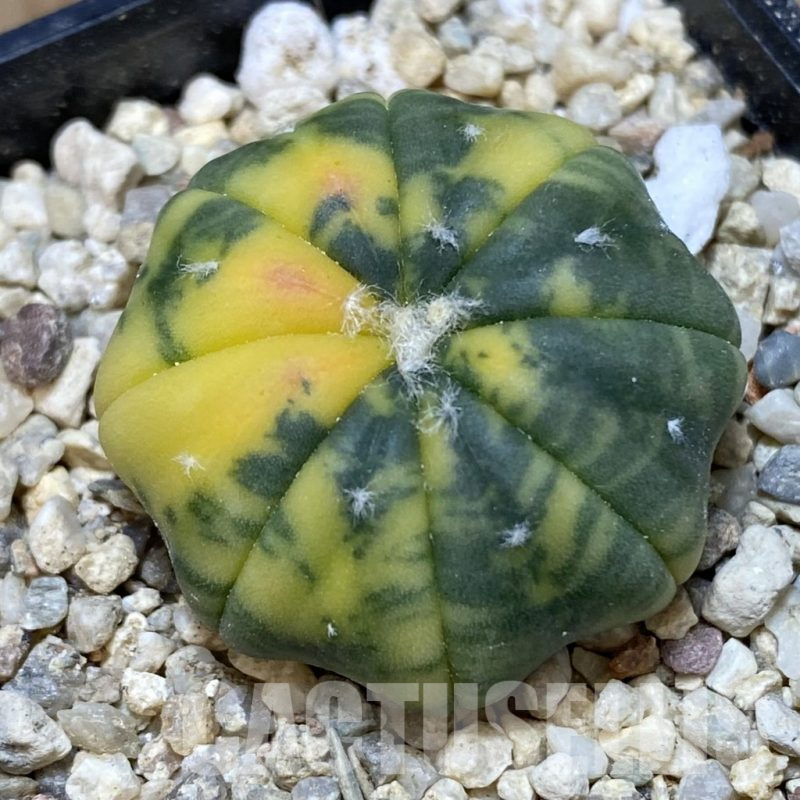SH394 Astrophytum asterias f. variegata