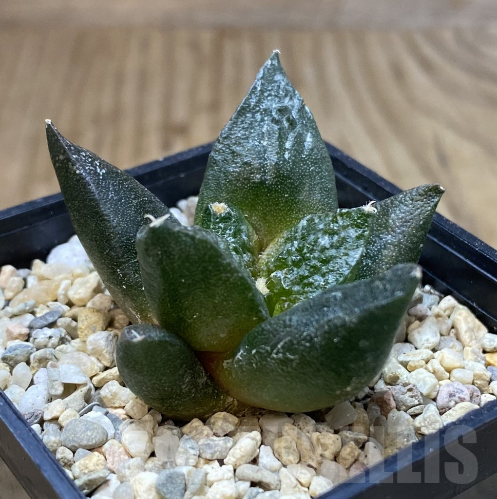 SHPR40302 Ariocarpus fissuratus 'Godzilla' hybrid, seedling - Image 2