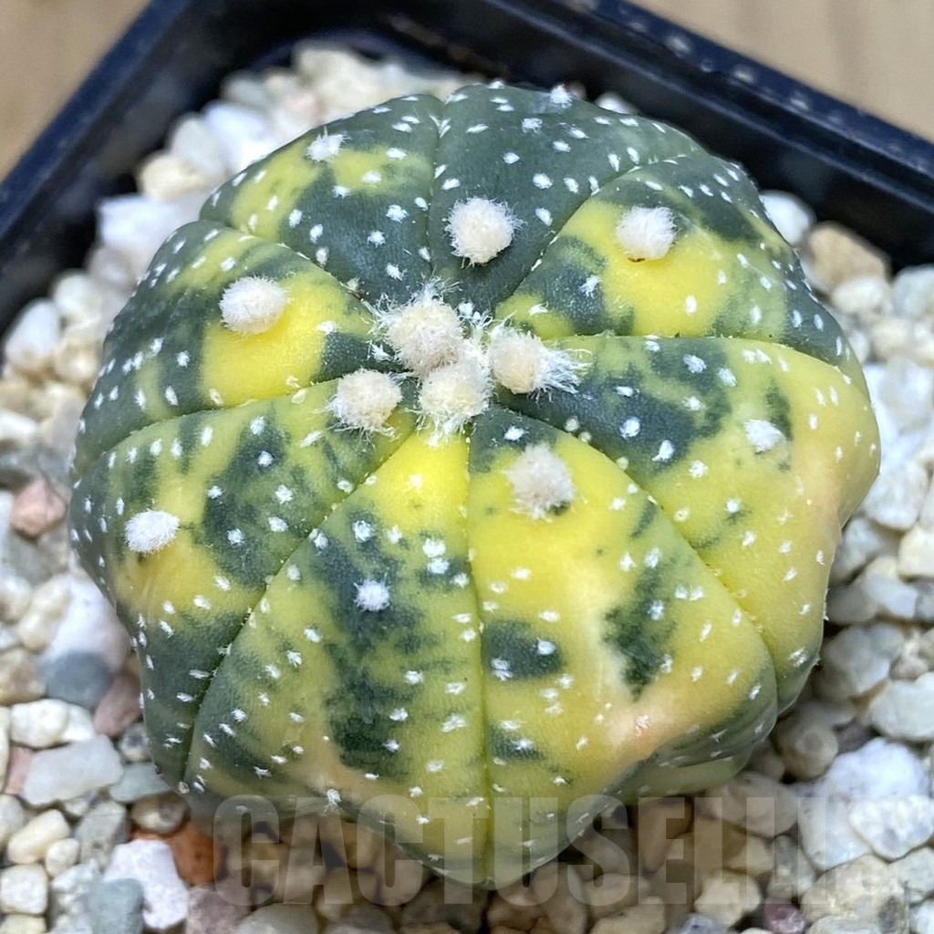 SHPR40356 Astrophytum asterias f. variegata