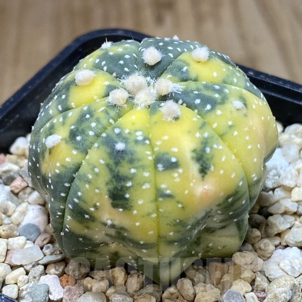 SHPR40356 Astrophytum asterias f. variegata - Image 2