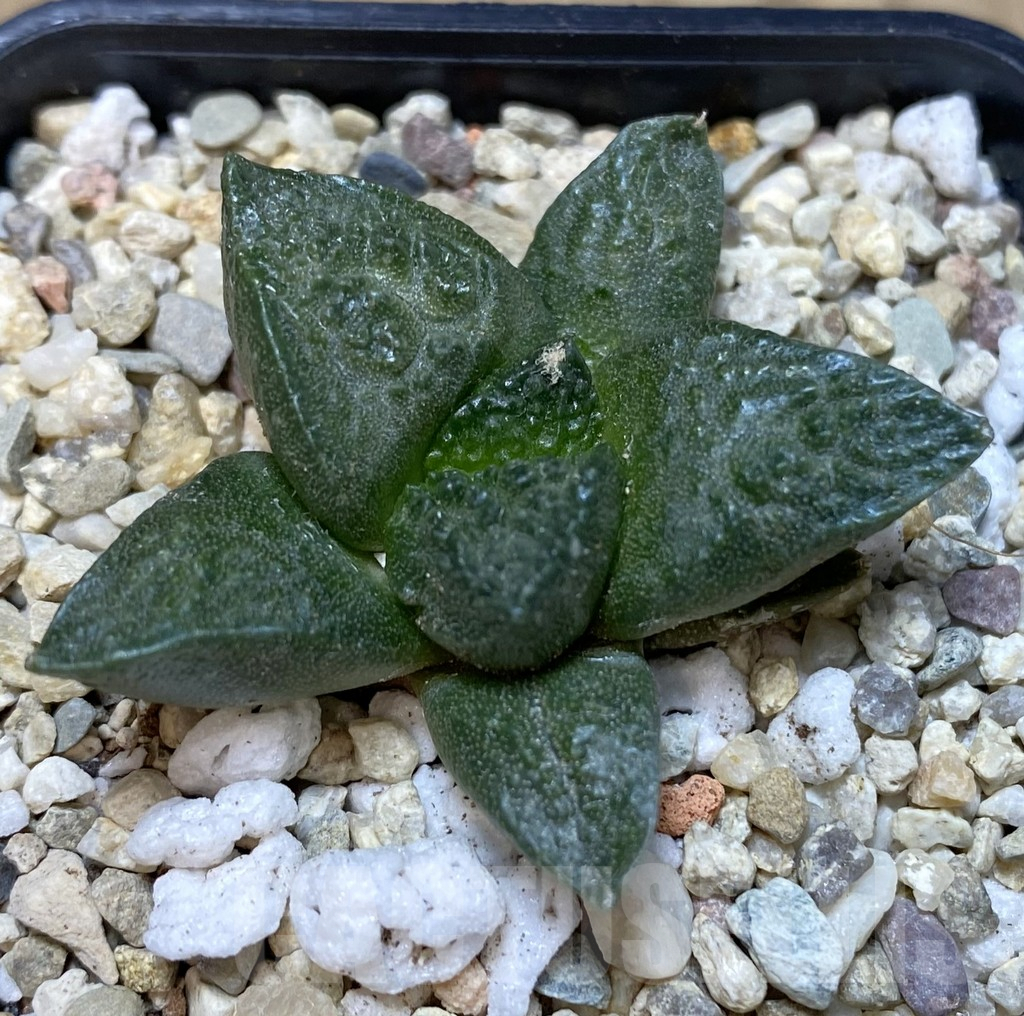 SHPR40305 Ariocarpus fissuratus 'Godzilla' hybrid, seedling