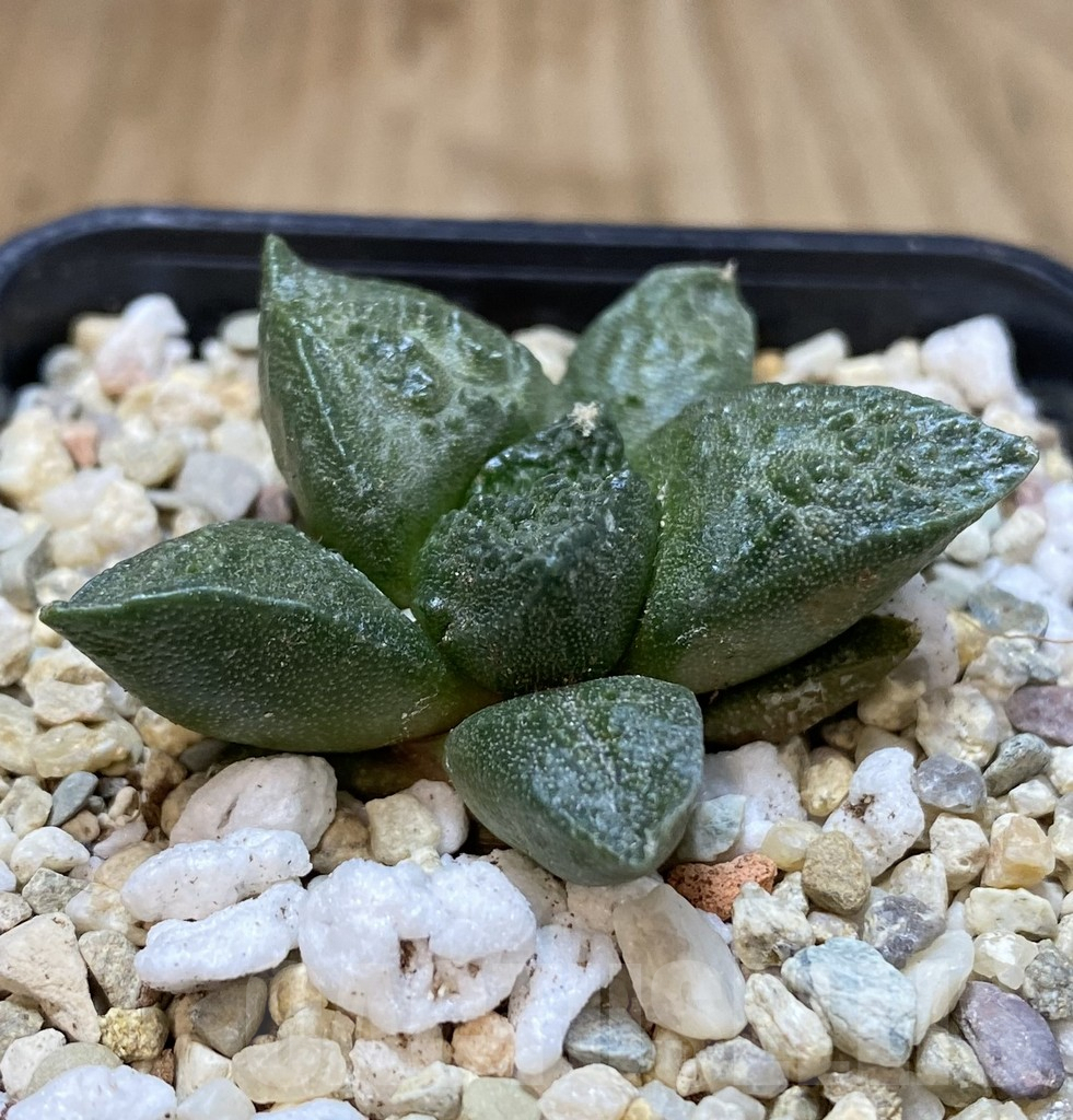 SHPR40305 Ariocarpus fissuratus 'Godzilla' hybrid, seedling - Image 2