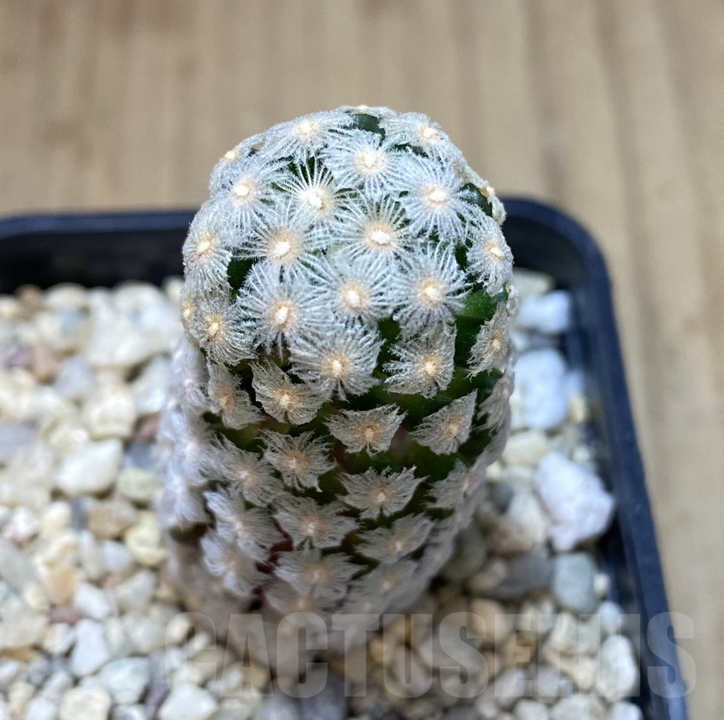 SHPR40311 Mammillaria theresae
