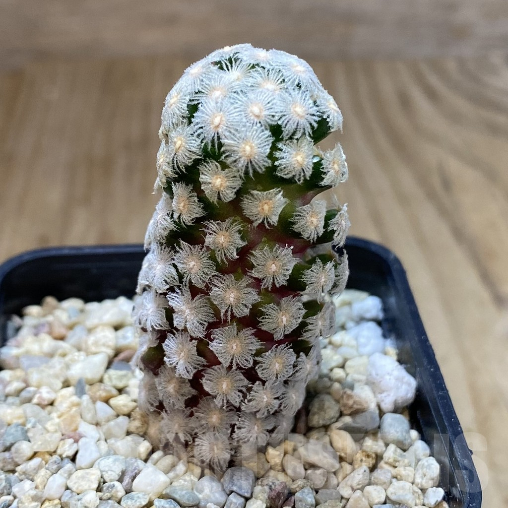 SHPR40311 Mammillaria theresae - immagine 2
