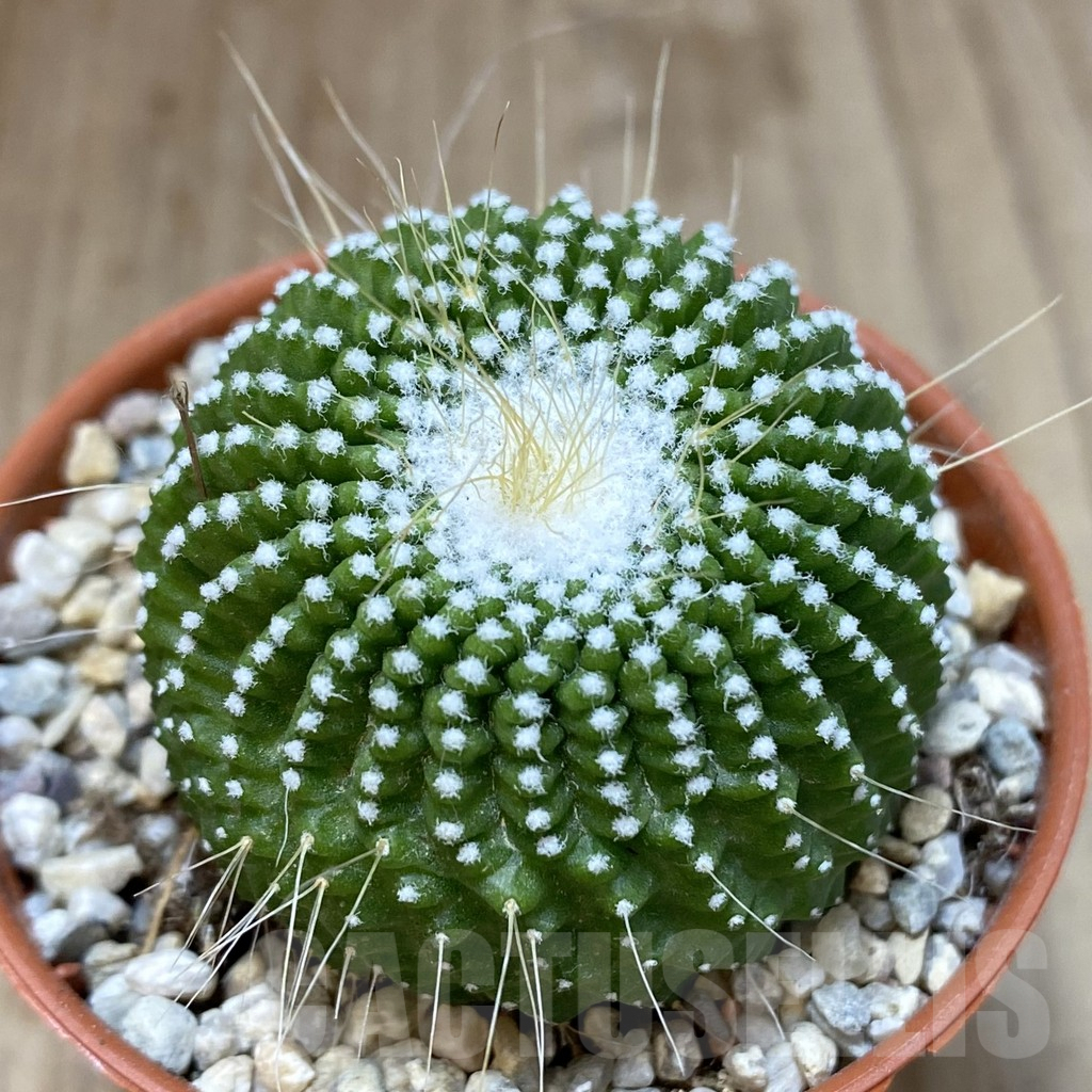 SH248 Notocactus leninghausii ‘inermis’