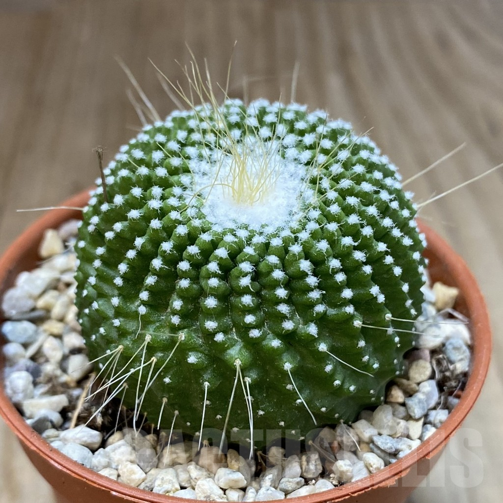 SH248 Notocactus leninghausii ‘inermis’ - 画像 (2)