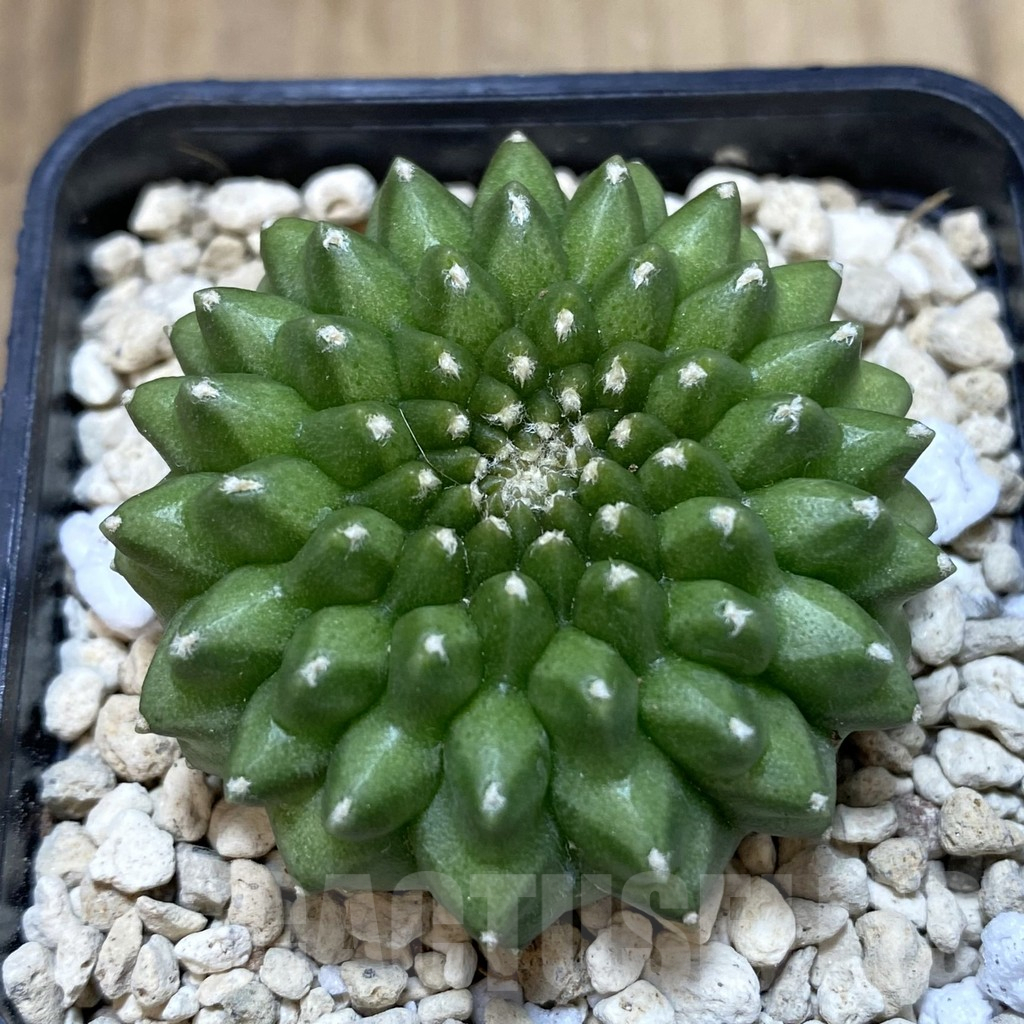 SH246 Gymnocalycium mihanovichii ‘inermis’ seedling