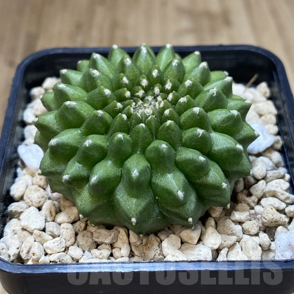 SH246 Gymnocalycium mihanovichii ‘inermis’ seedling - Image 2