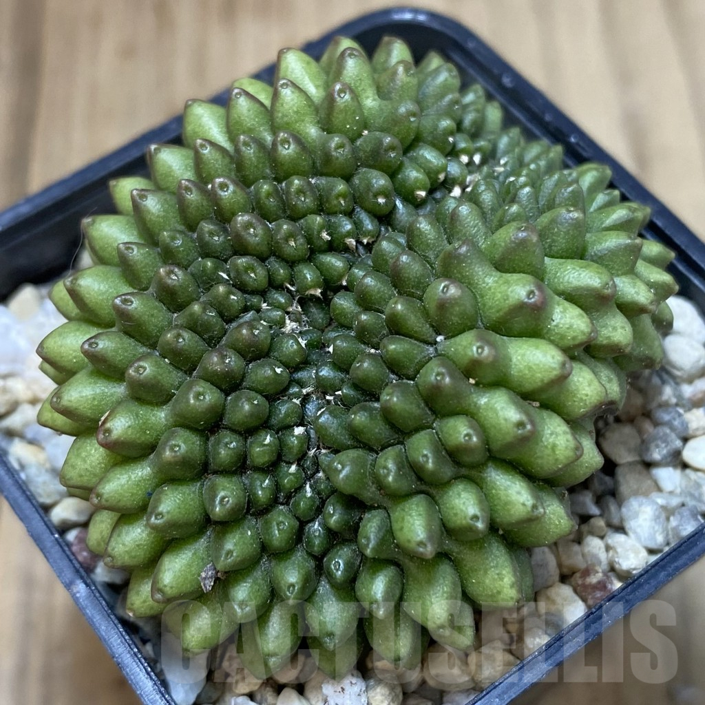 SHPR40322 Gymnocalycium mihanovichii ‘inermis’ f. cristata seedling